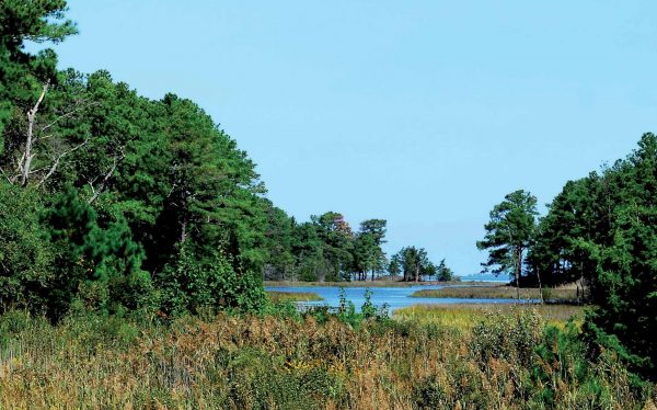 صورة لضفدع جوقة نيوجيرسي الضفدع