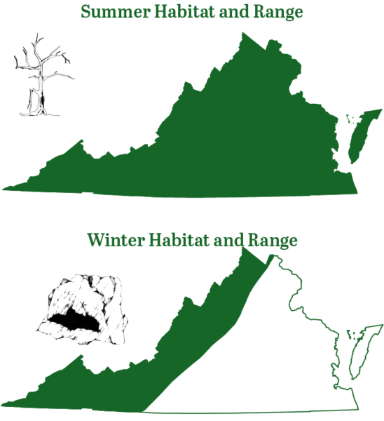 خلال فصل الصيف يوجد الخفاش ذو الأذنين الطويلتين الشمالي في جميع أنحاء ولاية فرجينيا؛ وفي فصل الشتاء يتحول موطنه إلى موطنه الوحيد الموجود في الجبال