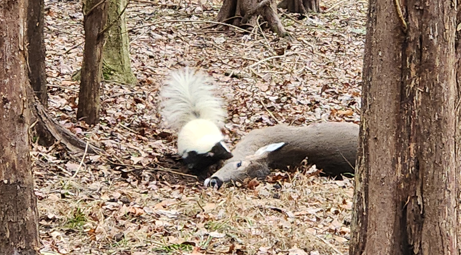 صورة لظربان يستنشق جثة غزال ميت في الغابة.