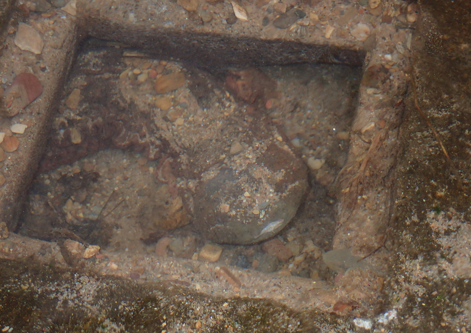 صورة لمسخر الجحيم الشرقي تحت الماء في صندوق خرساني مربع.