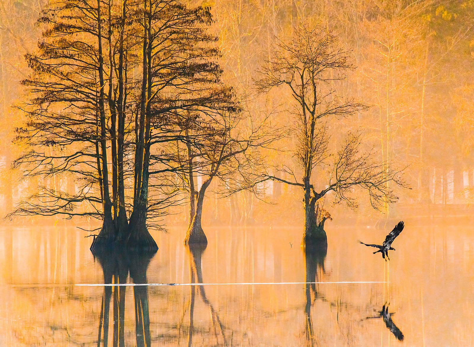 صورة رائعة لنسر أصلع يافع يحلق فوق سطح الماء مباشرةً مع خلفية مستنقع مضاءة باللون الذهبي.