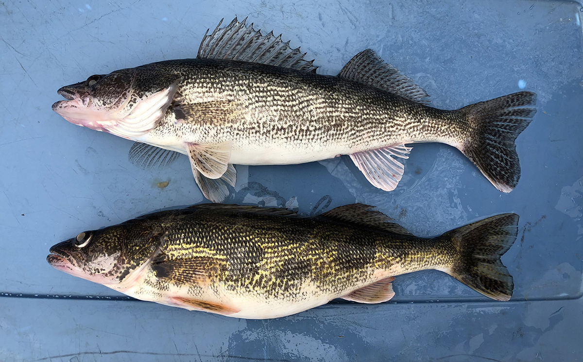 سمكتان على خلفية زرقاء.