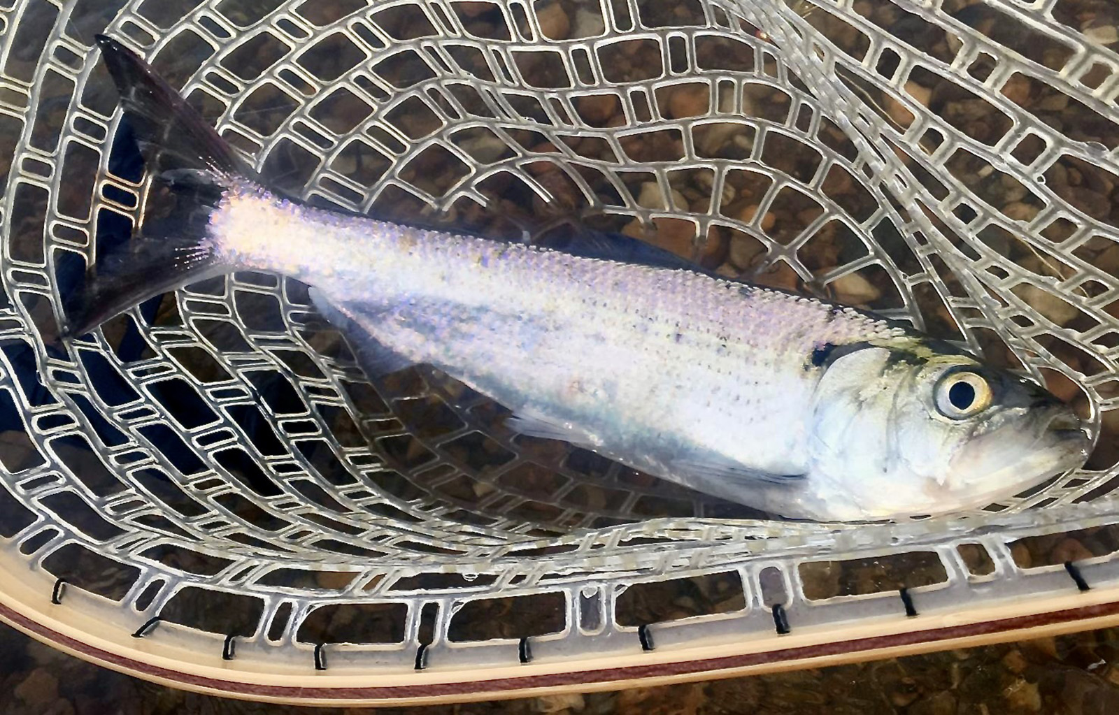 صورة لسمكة مستلقية في شبكة مطاطية.