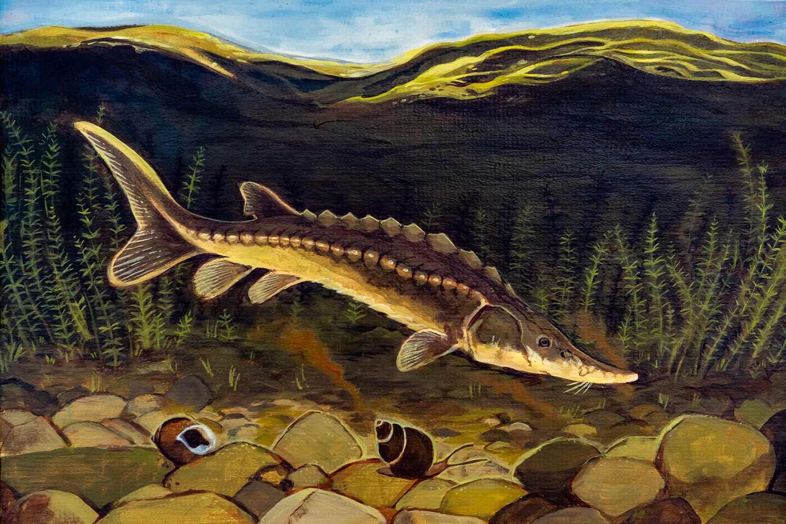 لوحة لسمك الحفش الأطلسي وهو يسبح على طول قاع النهر حيث ترقد القواقع على الحصى.