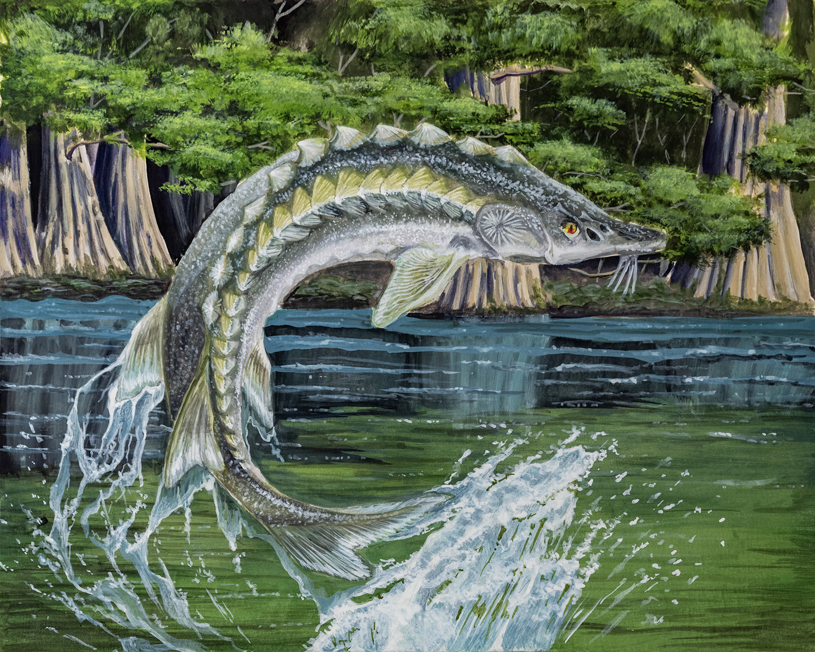 لوحة لسمك الحفش الأطلسي وهو يخرق أو يقفز من الماء.