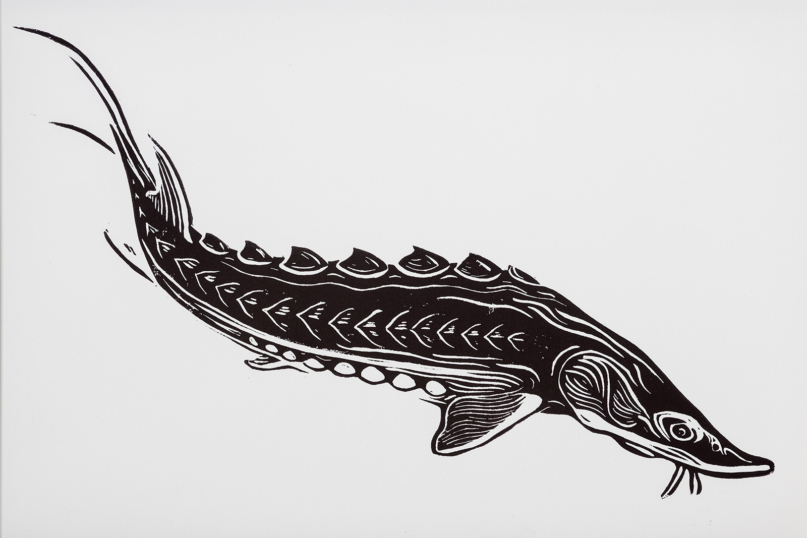 صورة خطية لسمك الحفش الأطلسي.