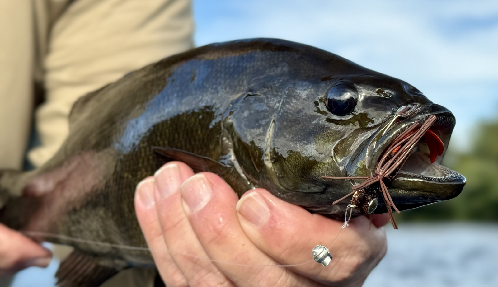 صورة عن قرب لسمكة سمك القاروس الصغير الحجم الجميل الذي يخرج من الماء وفي فمه ذبابة.