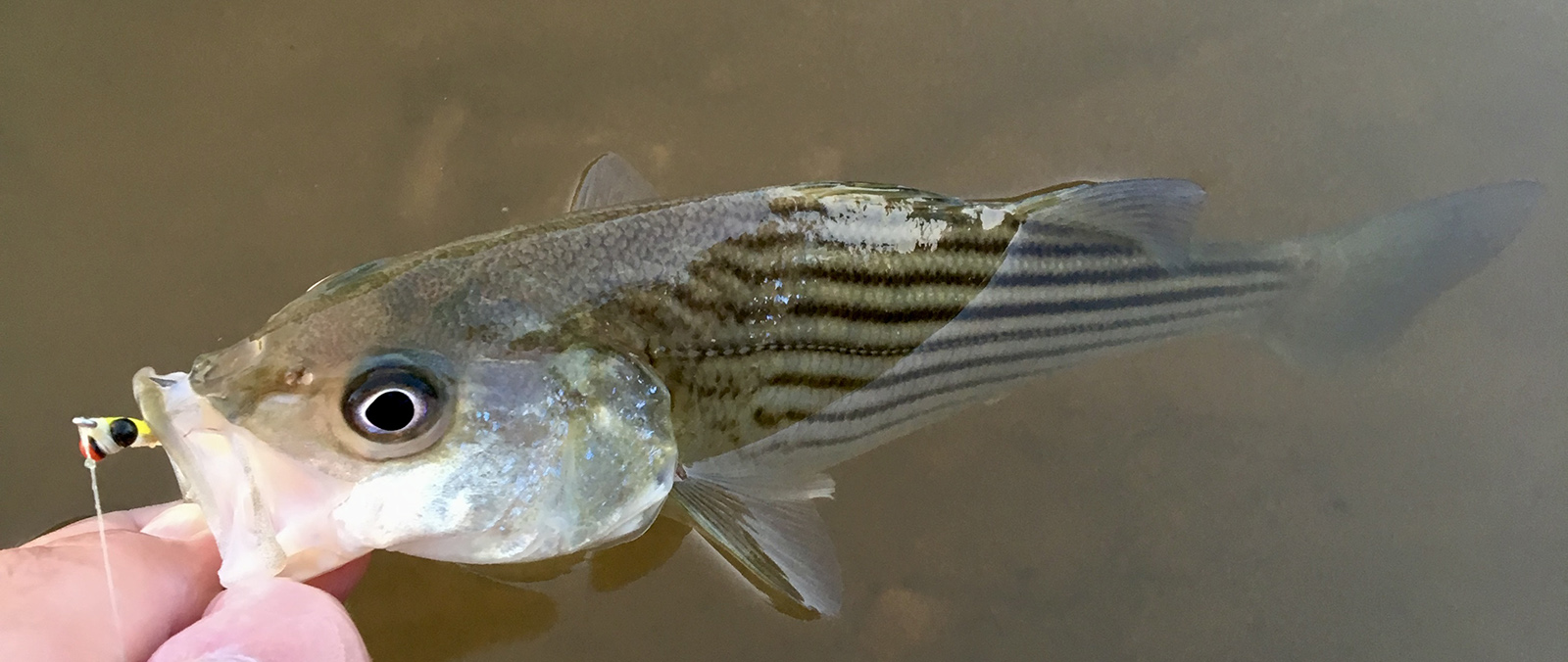 صورة لأصابع رجل يمسك بفم سمكة القاروس الصغيرة المخططة في الماء.