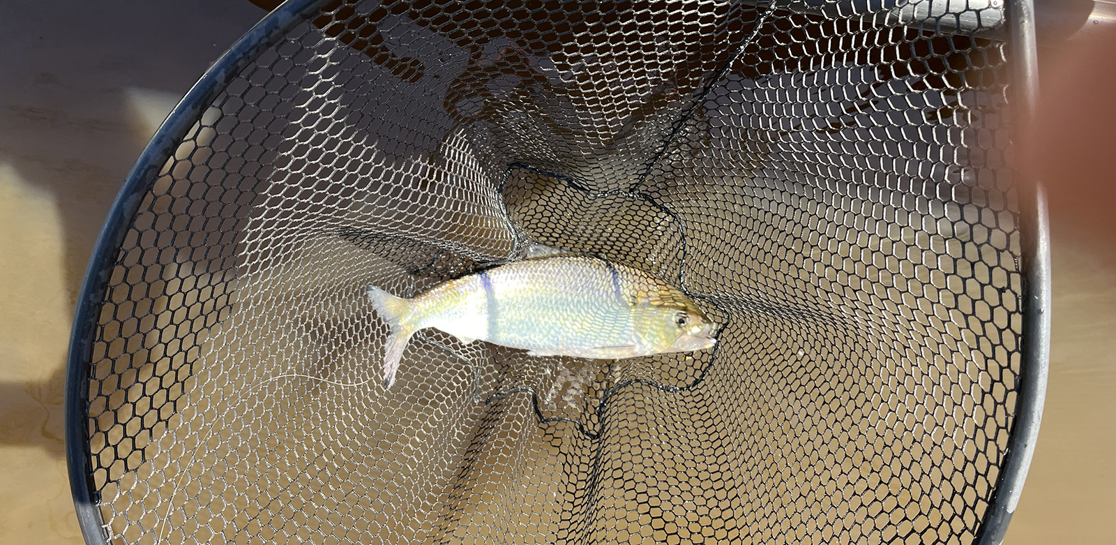 صورة لسمكة شاد أمريكي في شبكة في الماء بجانب قارب.