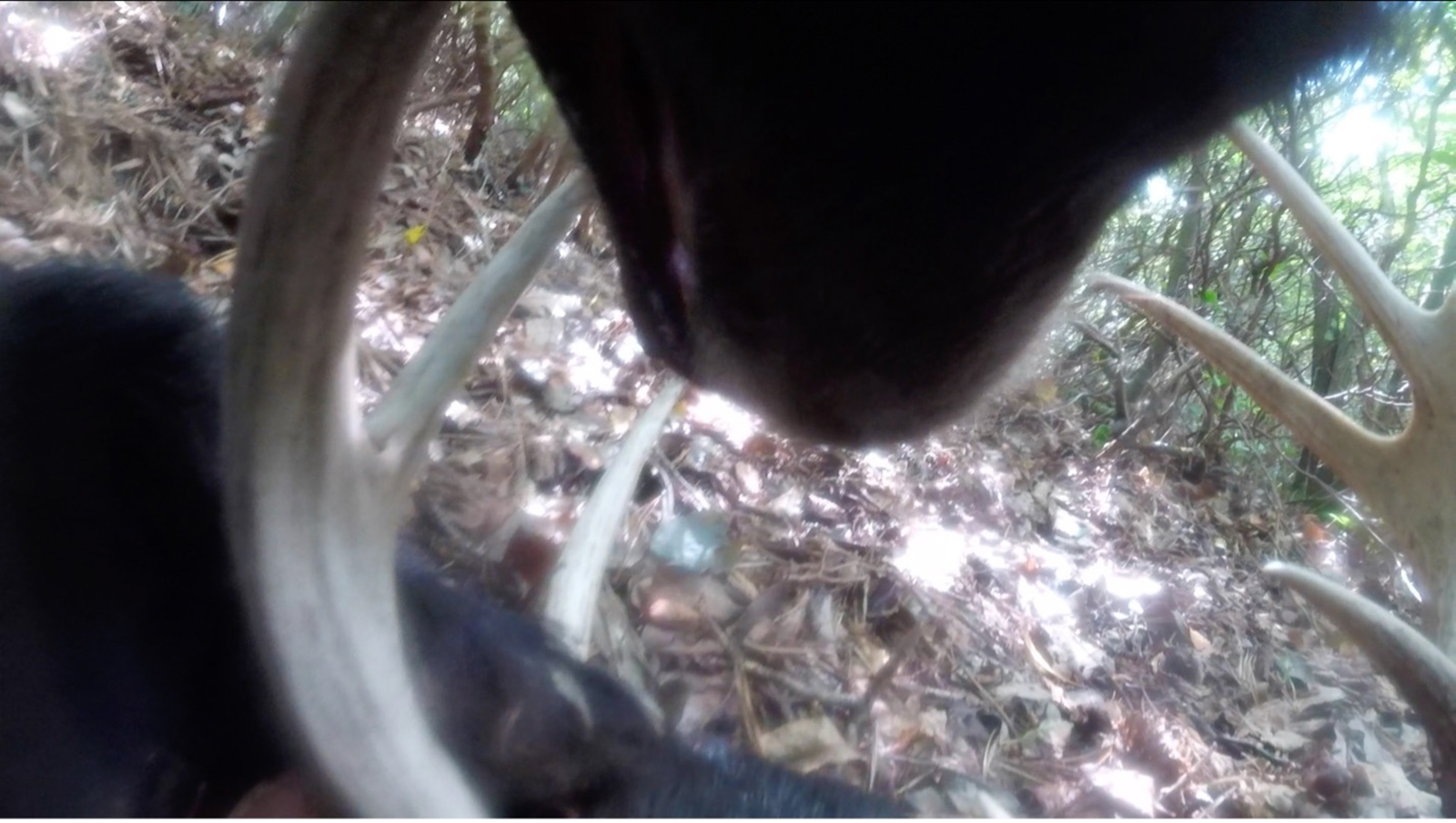 صورة لذقن دب أسود، مأخوذة من الجانب السفلي من عنق الدب، بينما يمضغ الدب مجموعة من قرون الغزلان.