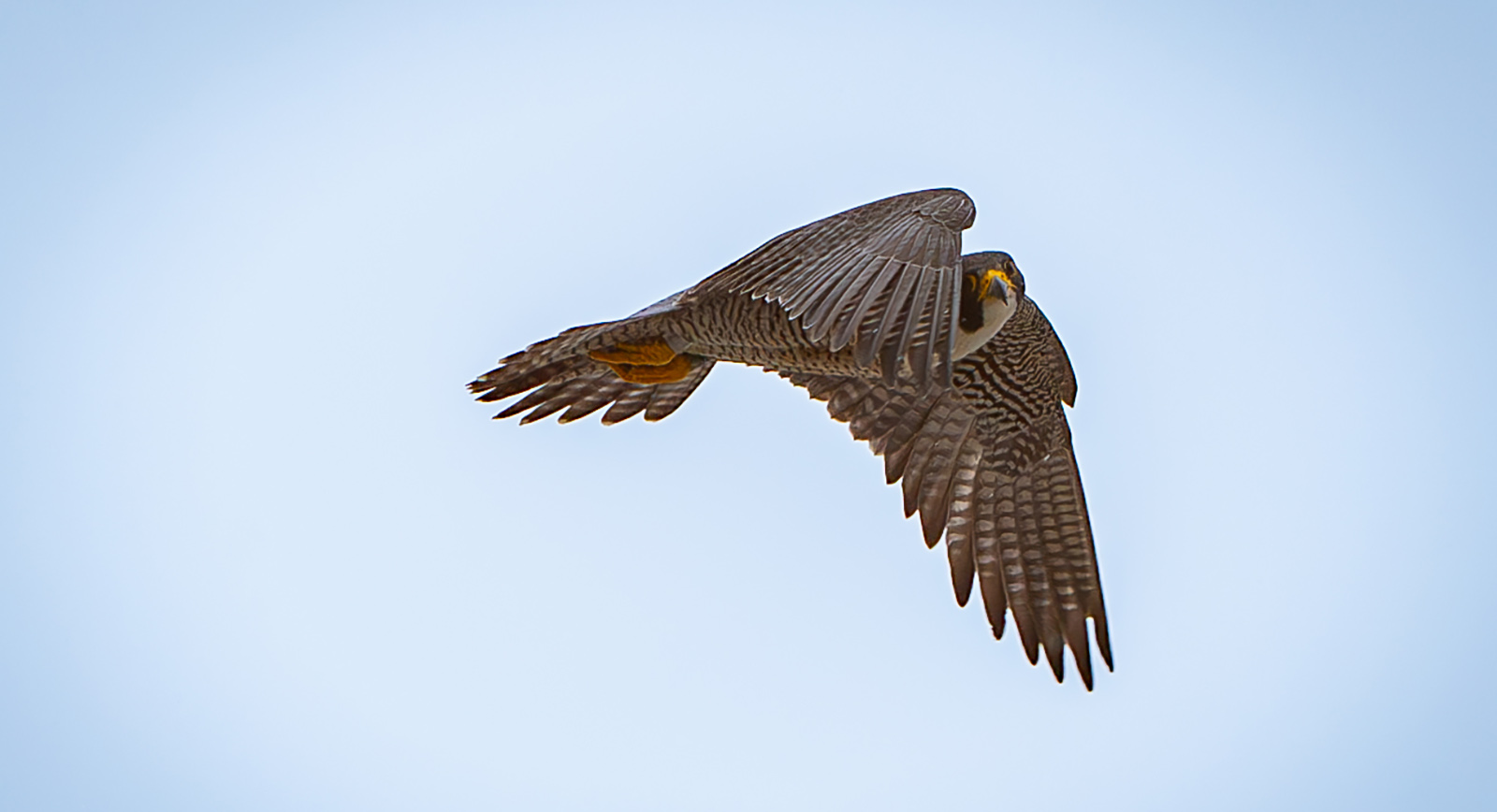 صورة لصقر شاهين بالغ يحلق في الهواء ورأسه موجه إلى الكاميرا.