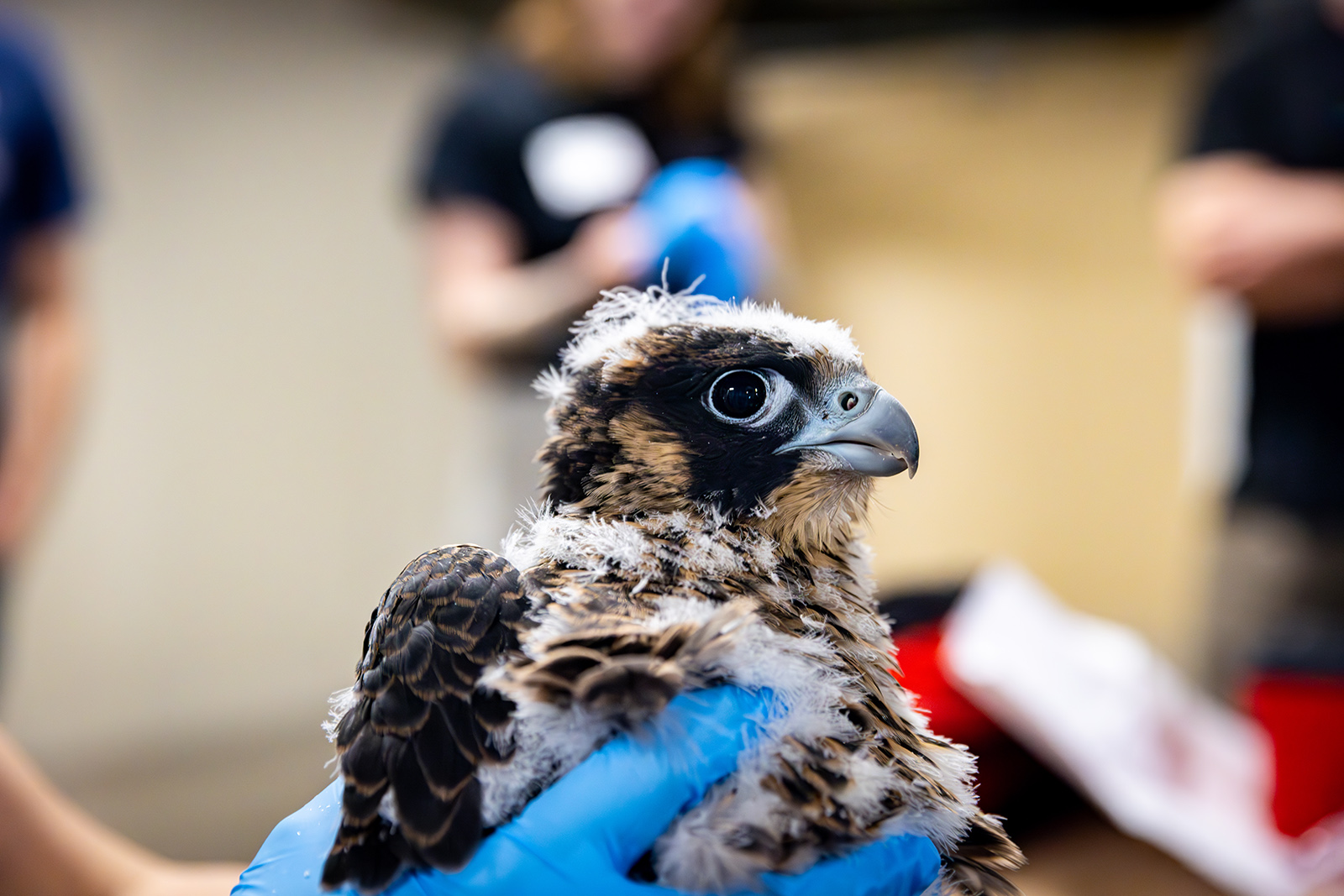 صورة مقربة لرأس فرخ صقر الشاهين ويداه ممسكتان بقفازات تمسك بجسمه.