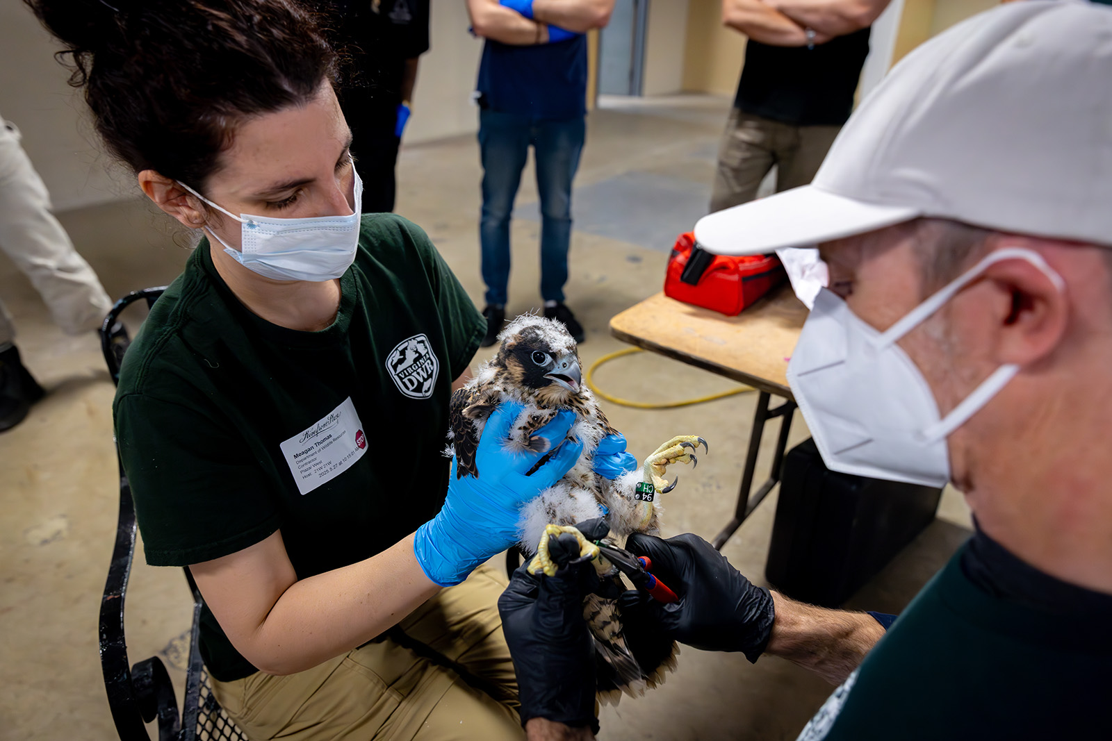 صورة لامرأة تحمل فرخ صقر الشاهين بينما يقوم رجل بتثبيت رباط معدني في ساقه.