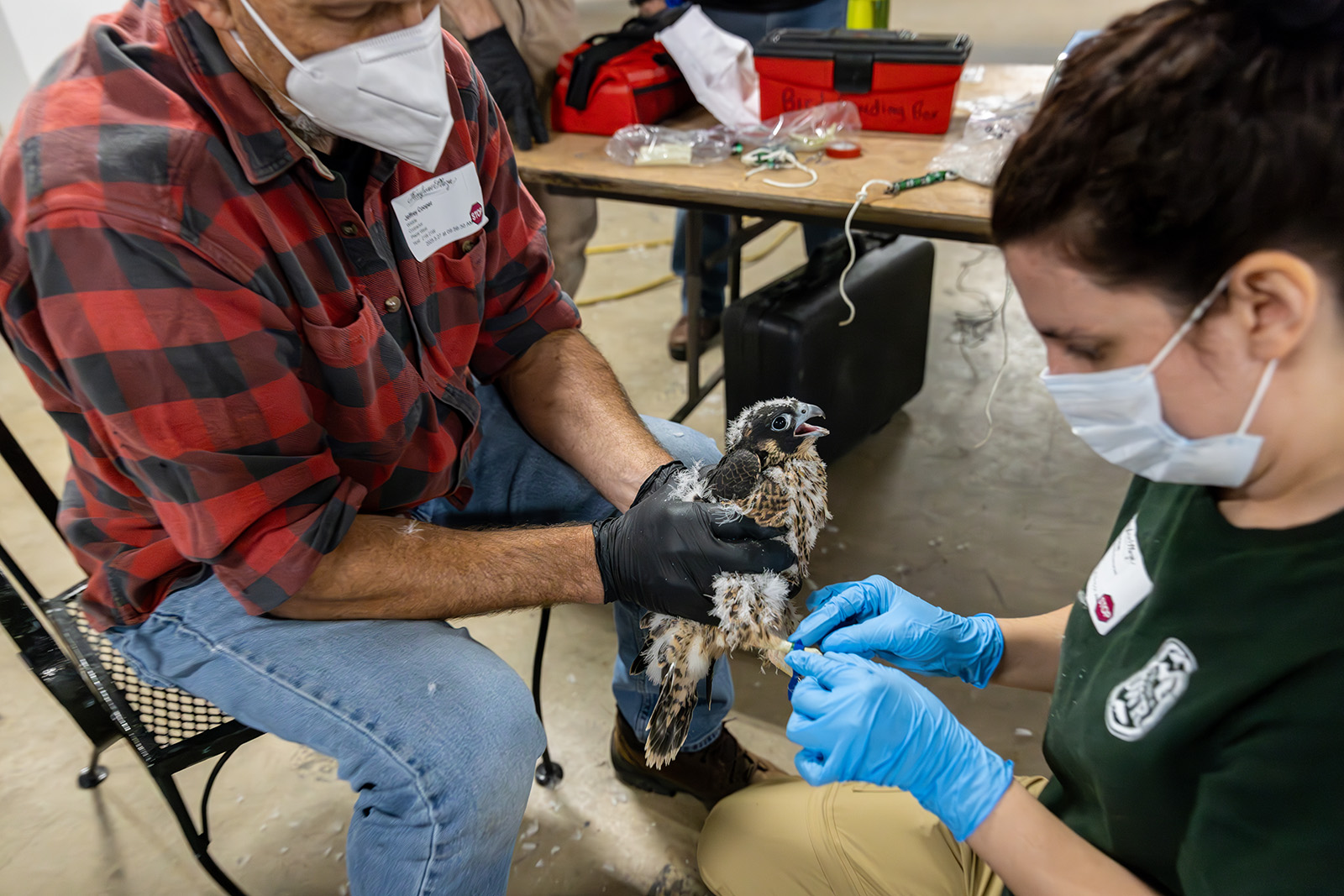 صورة لامرأة تضع قطعة شريط لاصق أزرق على ساق فرخ صقر شاهين يحمله رجل.