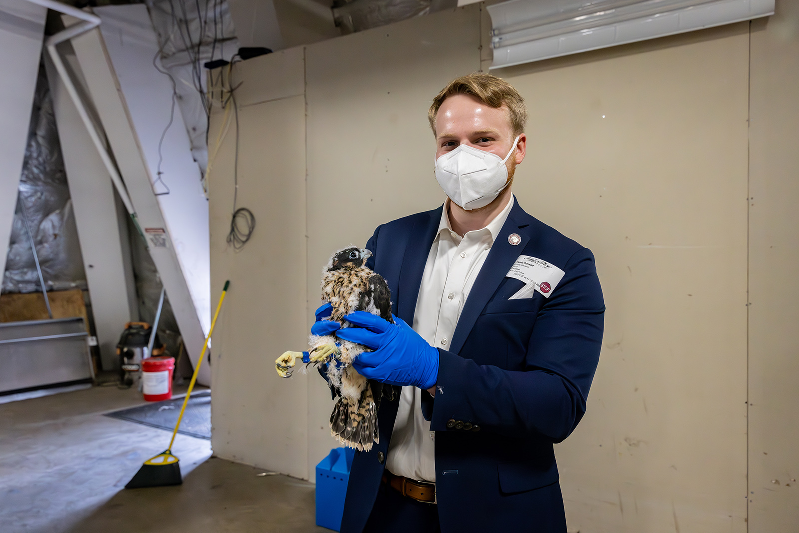 صورة لرجل يحمل فرخ صقر الشاهين.