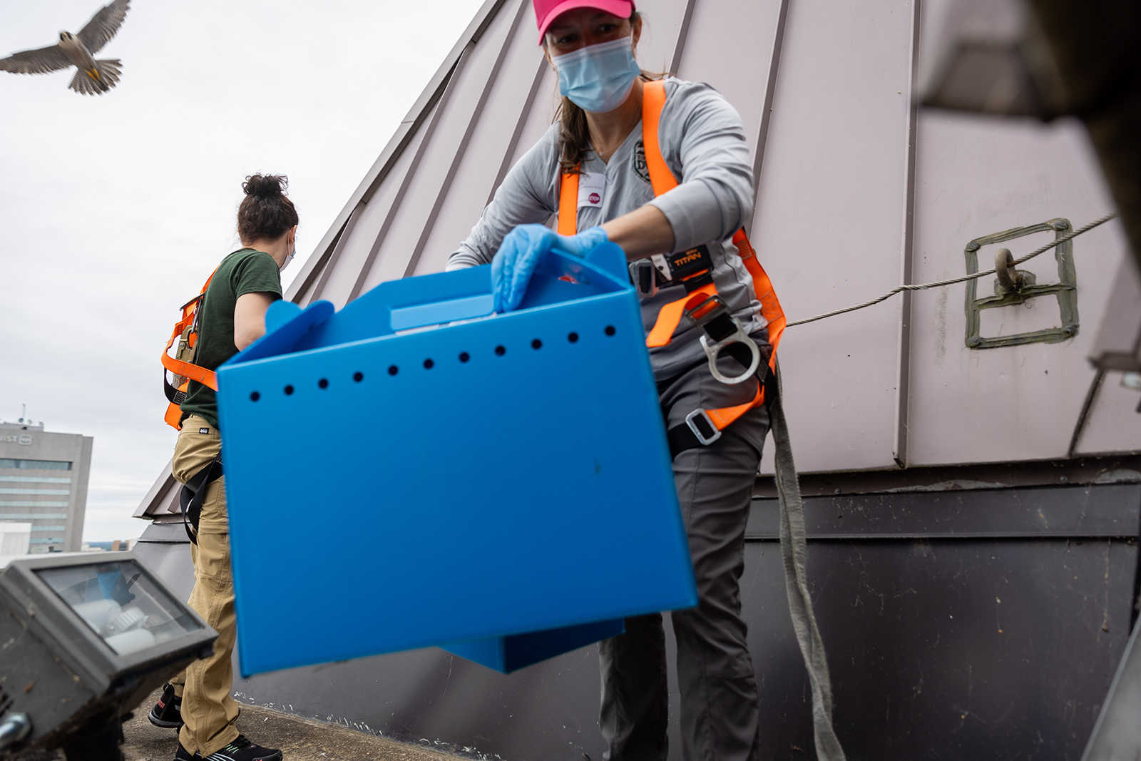 صورة لامرأة تحمل صندوقًا كبيرًا أزرق اللون بمقابض وثقوب على سطح أحد المباني وفي الخلفية صقر شاهين بالغ يحلق في الهواء.