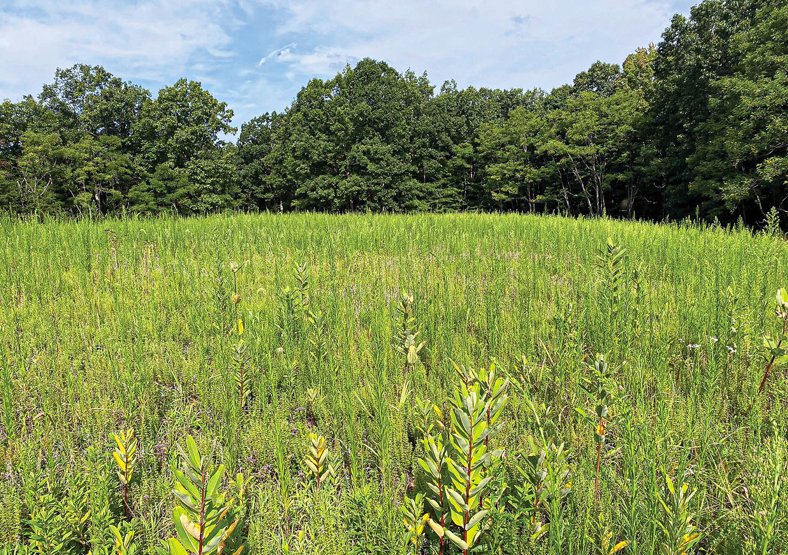 صورة لحقل مفتوح من العشب الطويل.