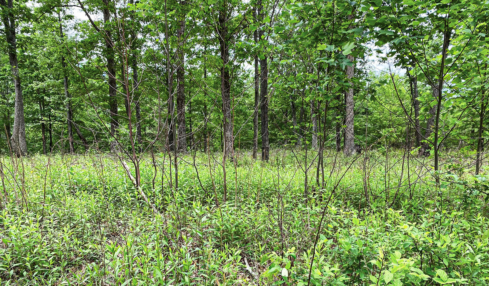 صورة لغابة ذات مظلة مفتوحة.