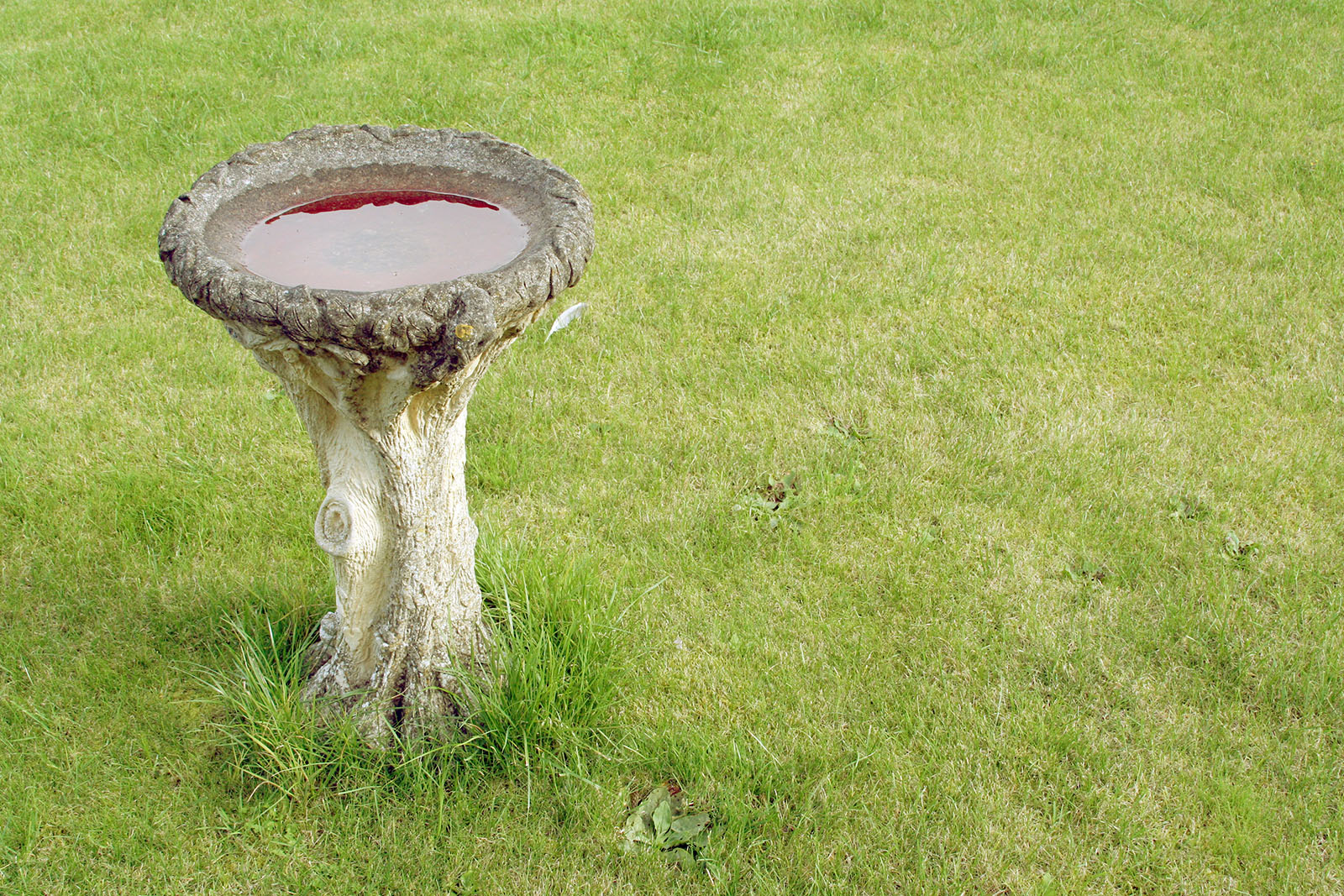 صورة لحوض أسمنتي للطيور مملوء بالماء في وسط رقعة كبيرة من العشب.