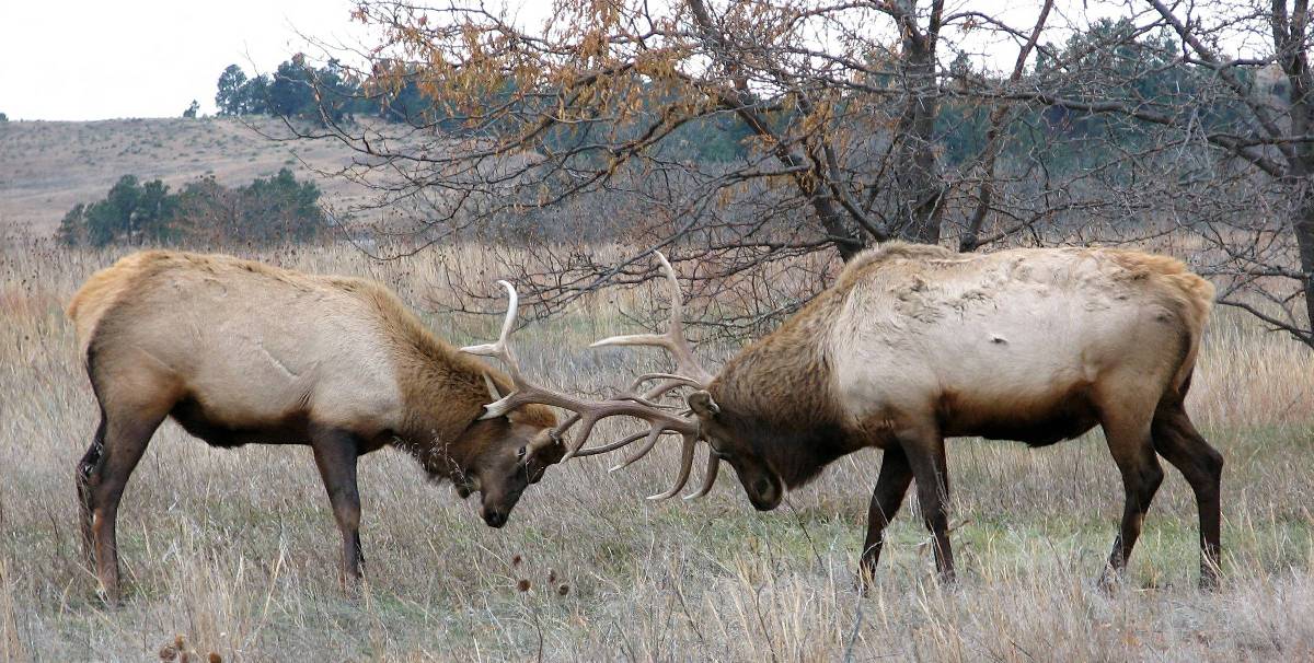 ثوران من الأيائل بقرونهما مغلقان
