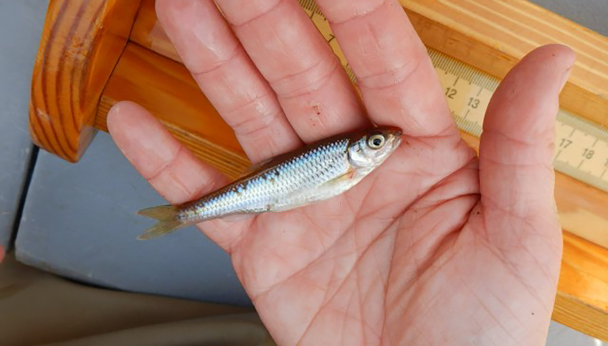 صورة لرجل يحمل كحلة صغيرة بيضاء اللون