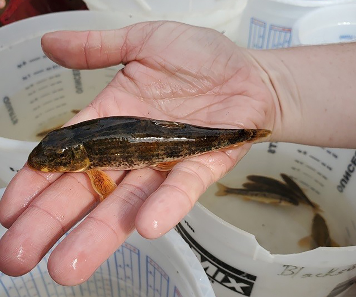 صورة لرجل يمسك بـ"خنزير روانوك