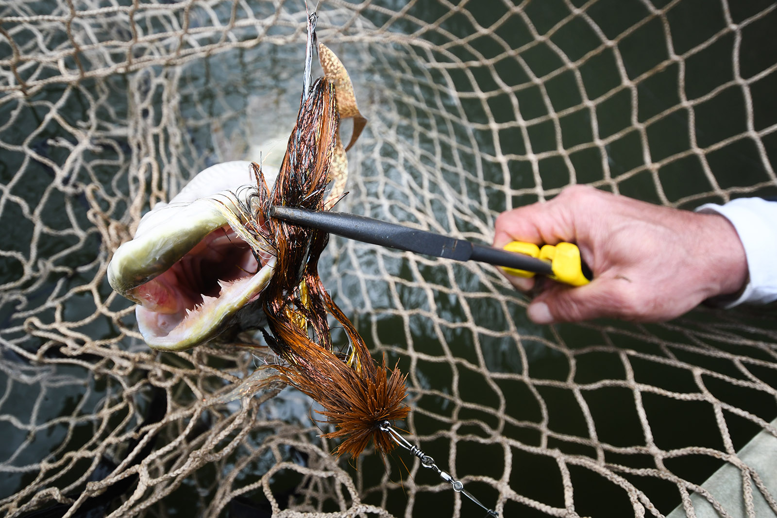 صورة لسمكة مسكي تم اصطيادها في شبكة، مع وجود كماشة مثبتة في فمها ويد شخص يمسك الكماشة.