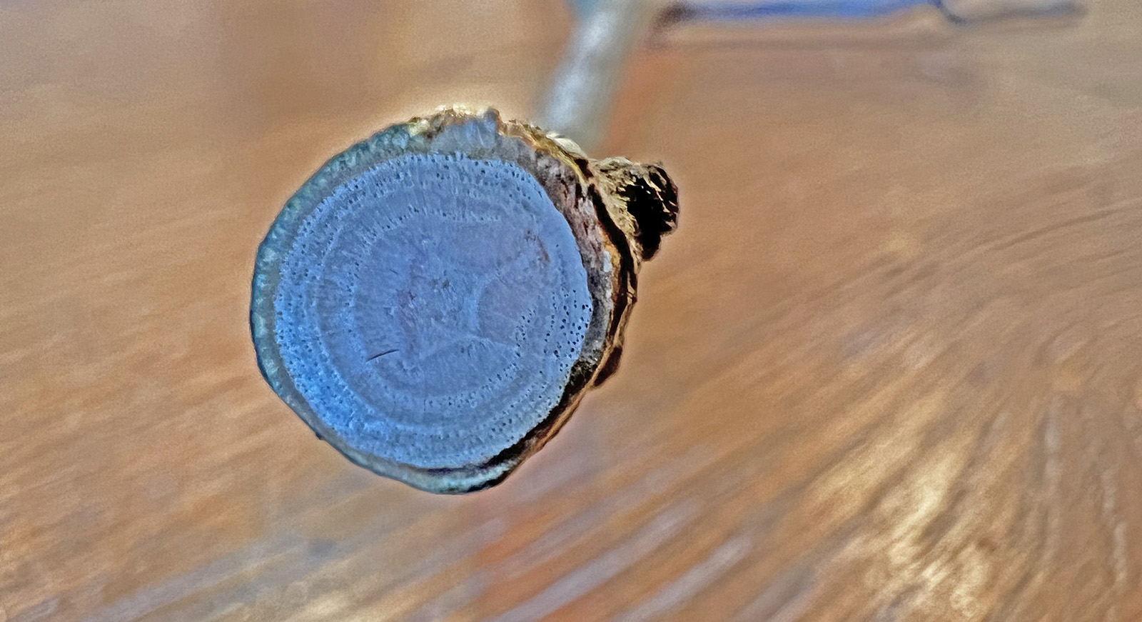 صورة مقطع عرضي لفرع يُظهر النواة على شكل نجمة.