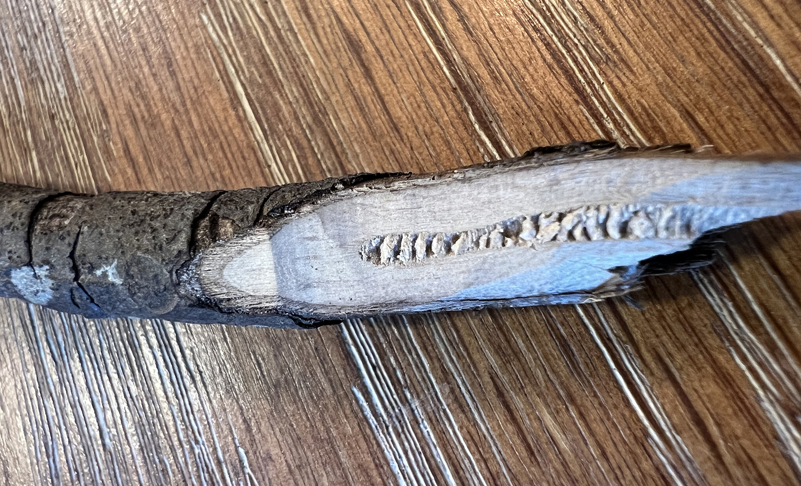 صورة لغصن مقطوع بزاوية تكشف عن النواة اللينة التي تنقسم إلى حجرات.