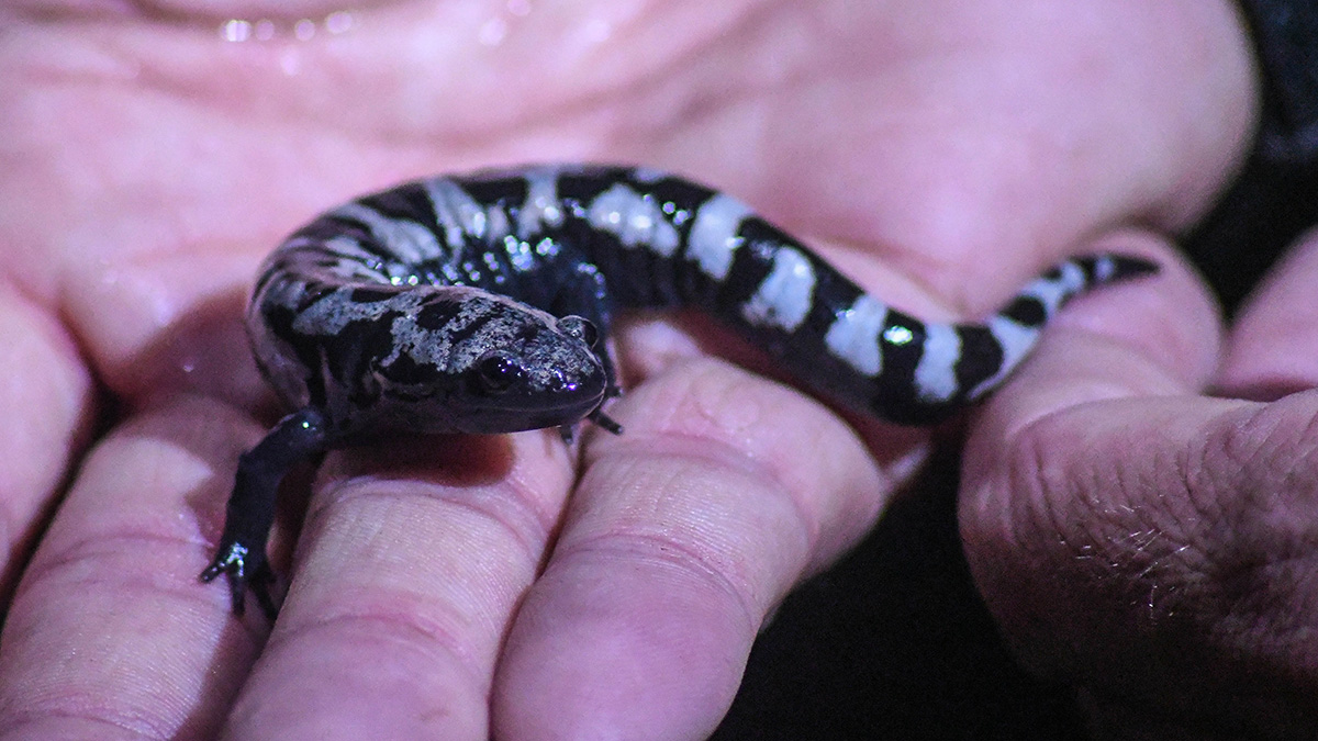 على الرغم من أن السمندل الرخامي لا يتكاثر في فصل الربيع، إلا أنه يستخدم البرك الخضراء للتكاثر، وهو ليلي إلى حد كبير.