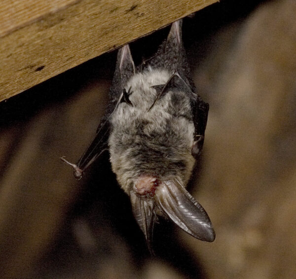 صورة لخفاش صغير يتدلى رأساً على عقب من عارضة خشبية.