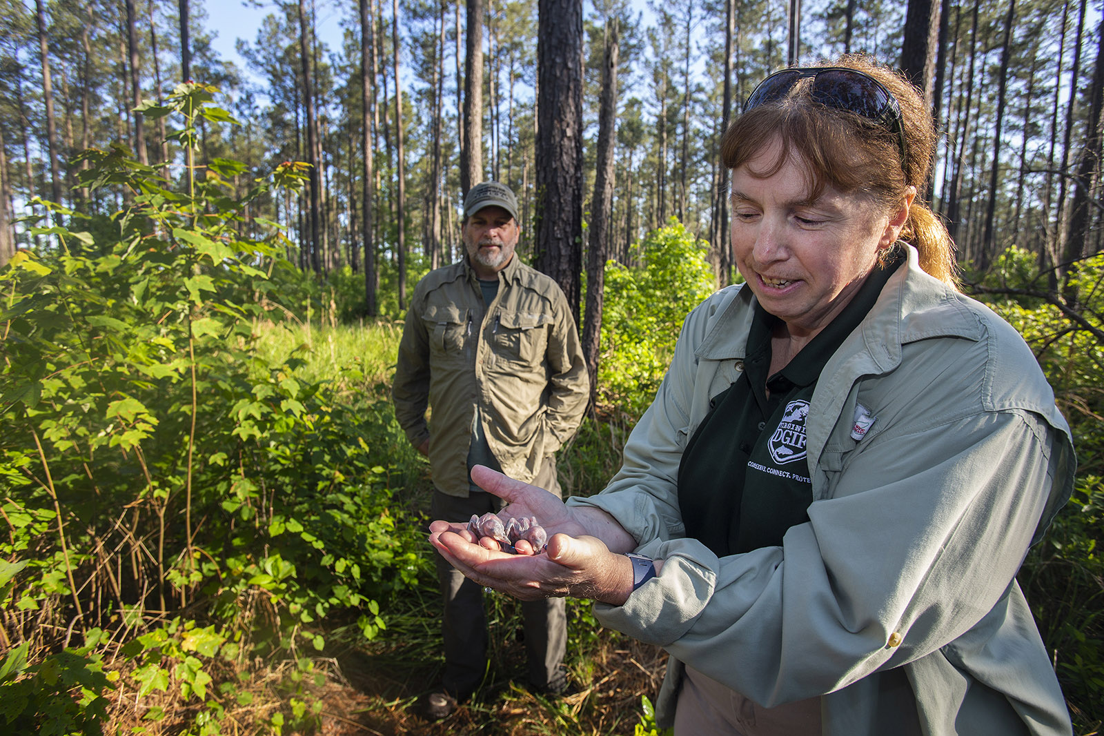 صورة لموظفة في DWR وهي تحمل فرخين صغيرين من نقار الخشب الأحمر المرقط بين يديها وسط غابة صنوبر.