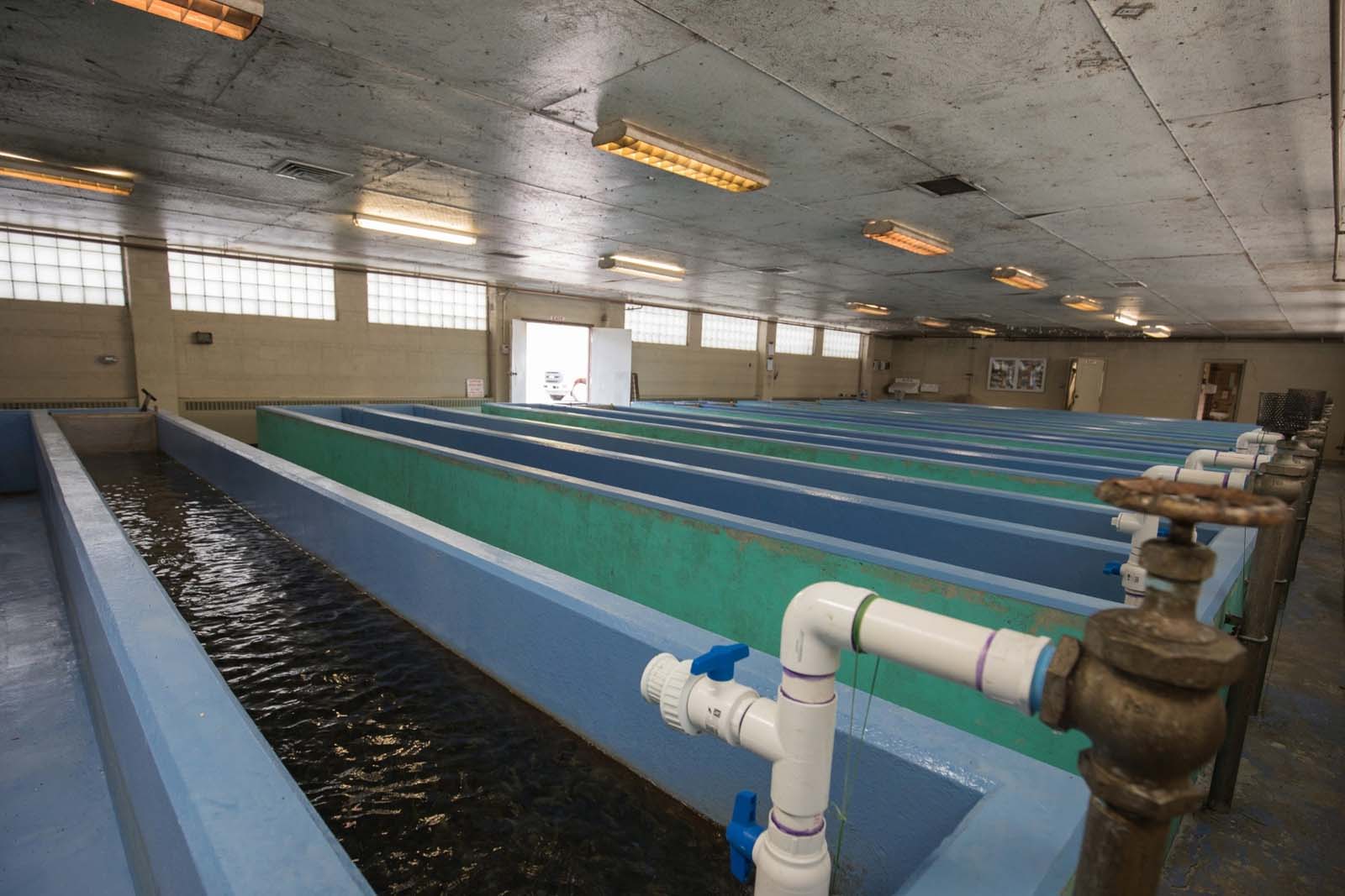 نظام حمام سباحة داخلي للأسماك