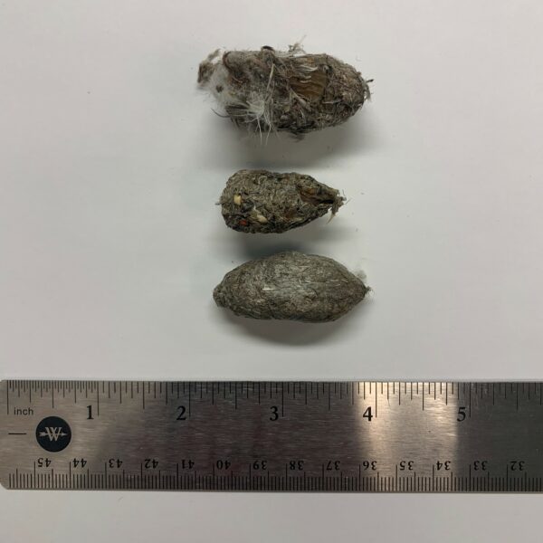 صورة لكريات الصقر الشاهين يبلغ طولها حوالي 2 إلى 3 بوصة وتتكون من ريش وشعر وعظام فرائسها