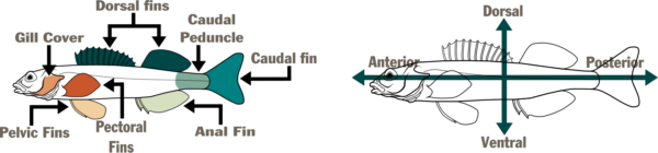 رسم تخطيطي لسمكتين مصورتين الأول، على اليسار، يسمي أجزاء السمكة - الغطاء الخيشومي، والزعنفة الظهرية، والزعنفة الظهرية، والساق الذيلية، والزعنفة الذيلية، والزعنفة الشرجية، والزعنفة الصدرية، والزعنفة الحوضية. أما الثانية، على اليمين، فيوجد سهم أفقي وآخر رأسي يسمي مناطق السمكة - الأمامية والظهرية والخلفية والبطنية.