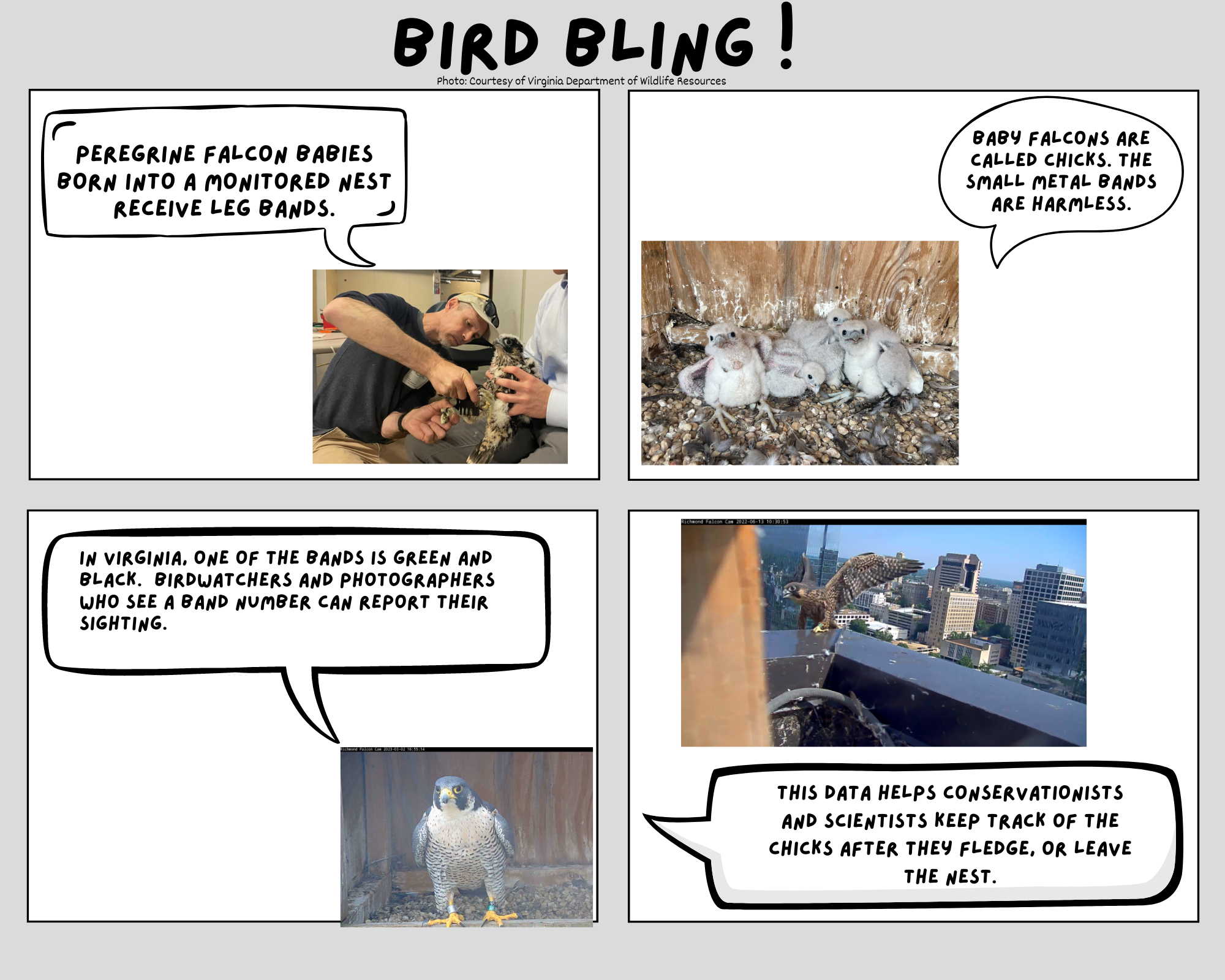 رسم كاريكاتوري على شبكة الإنترنت أنشأه طلاب في مدرسة كولونيال تريل الابتدائية