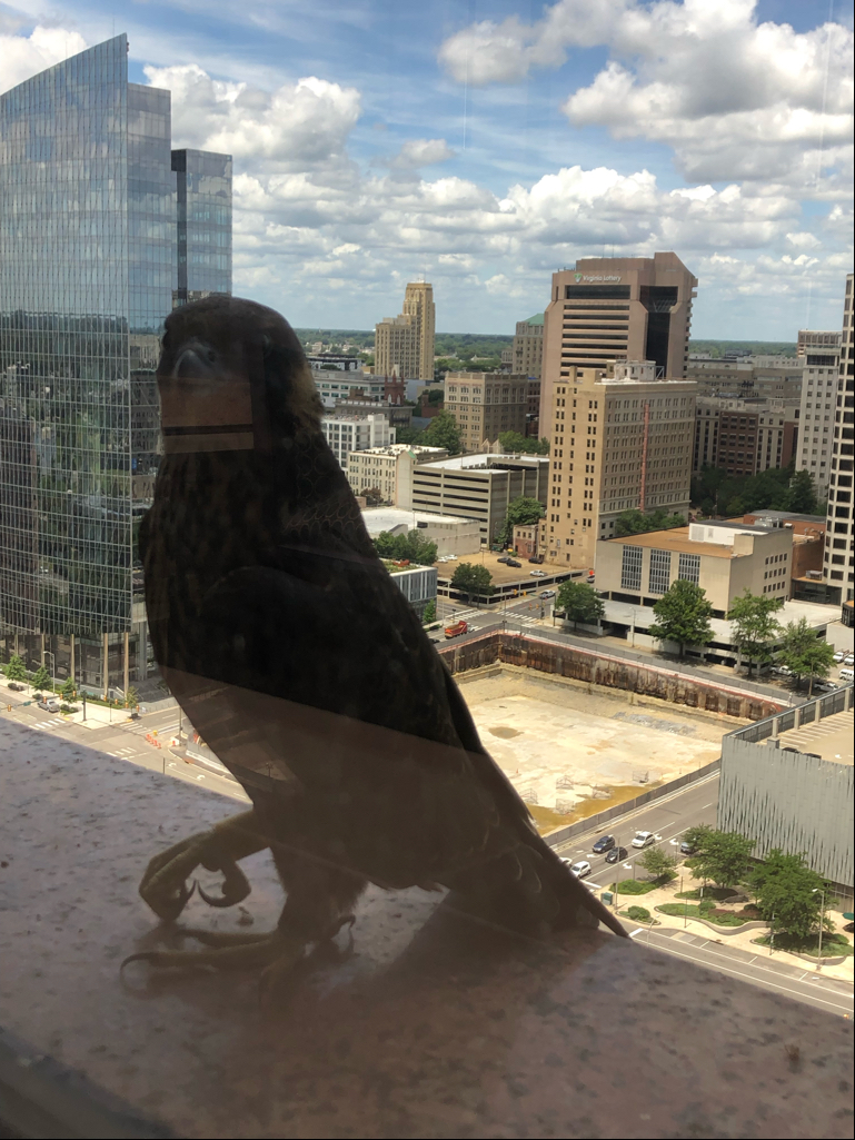 أنثى يافعة "صفراء" على عتبة نافذة ريفر فرونت بلازا.