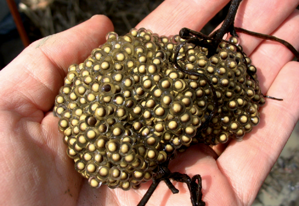 صورة لضفدع البيكريل