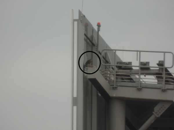 الأحمر كما يظهر على مبنى دومينيون من خلال التكبير/التصغير البصري 2000 يقع الطائر داخل الدائرة السوداء