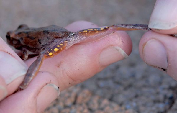 صورة لضفدع شجرة الغابة الصنوبرية