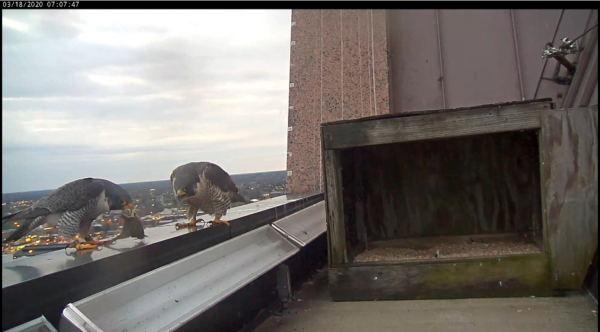 الذكر يقدم الأنثى مع الفريسة 