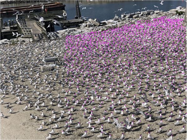 الصورة بعد استخدام DotDotGoose لإجراء العد. 