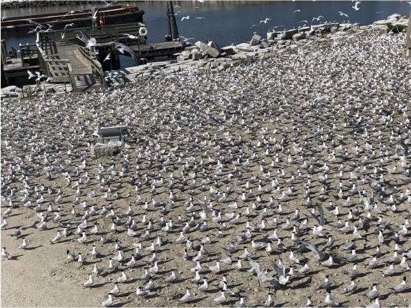 الصورة الأصلية المستخدمة لتقدير عدد المستعمرات في فورت وول. 