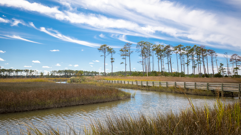 صورة مستنقع مع مقطع مائي منحرف يخترقه مقطع مائي وأشجار الصنوبر في المسافة؛ كما يوجد جسر يمتد من المقدمة حتى يختفي تحت أوراق الشجر. هذه صورة لجزيرة راجد آيلاند WMA