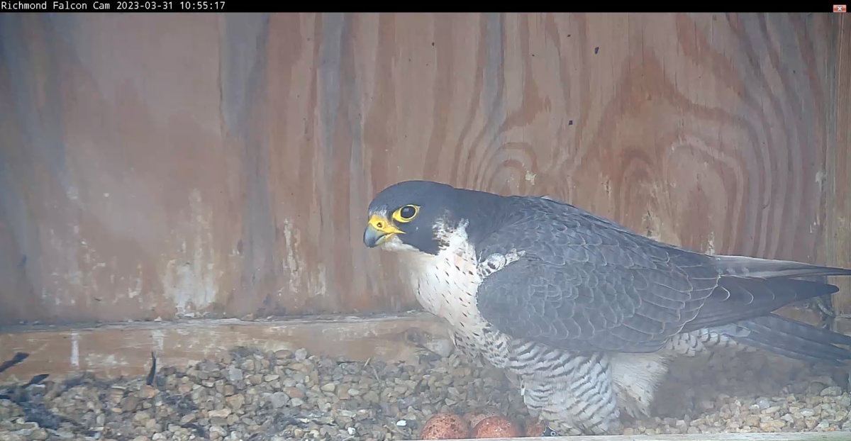 صورة لأنثى صقر الشاهين وهي تقف فوق مجموعة من أربع بيضات داخل صندوق عش.