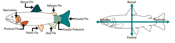 رسم تخطيطي لسمكتين مصورتين الأول، على اليسار، يسمي أجزاء السمكة (الزعنفة الظهرية، والزعنفة الظهرية، والزعنفة الشحمية، والزعنفة الذيلية، والزعنفة الذيلية، والزعنفة الشرجية، والزعنفة الحوضية، والزعنفة الصدرية). والثاني، على اليمين، يحتوي على سهم أفقي ورأسي يسمي مناطق السمكة (الأمامية والظهرية والخلفية والبطنية)