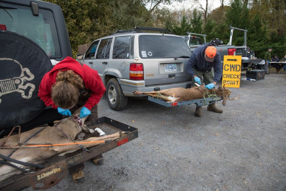 صورة لعينات من الأنسجة التي يتم جمعها من الغزلان النافقة في محطة لأخذ عينات داء الحييات المزمن.
