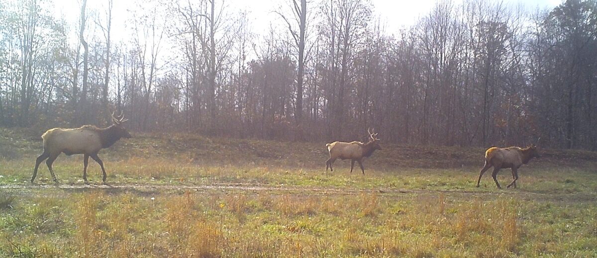مجموعة صغيرة من الأيائل الثور