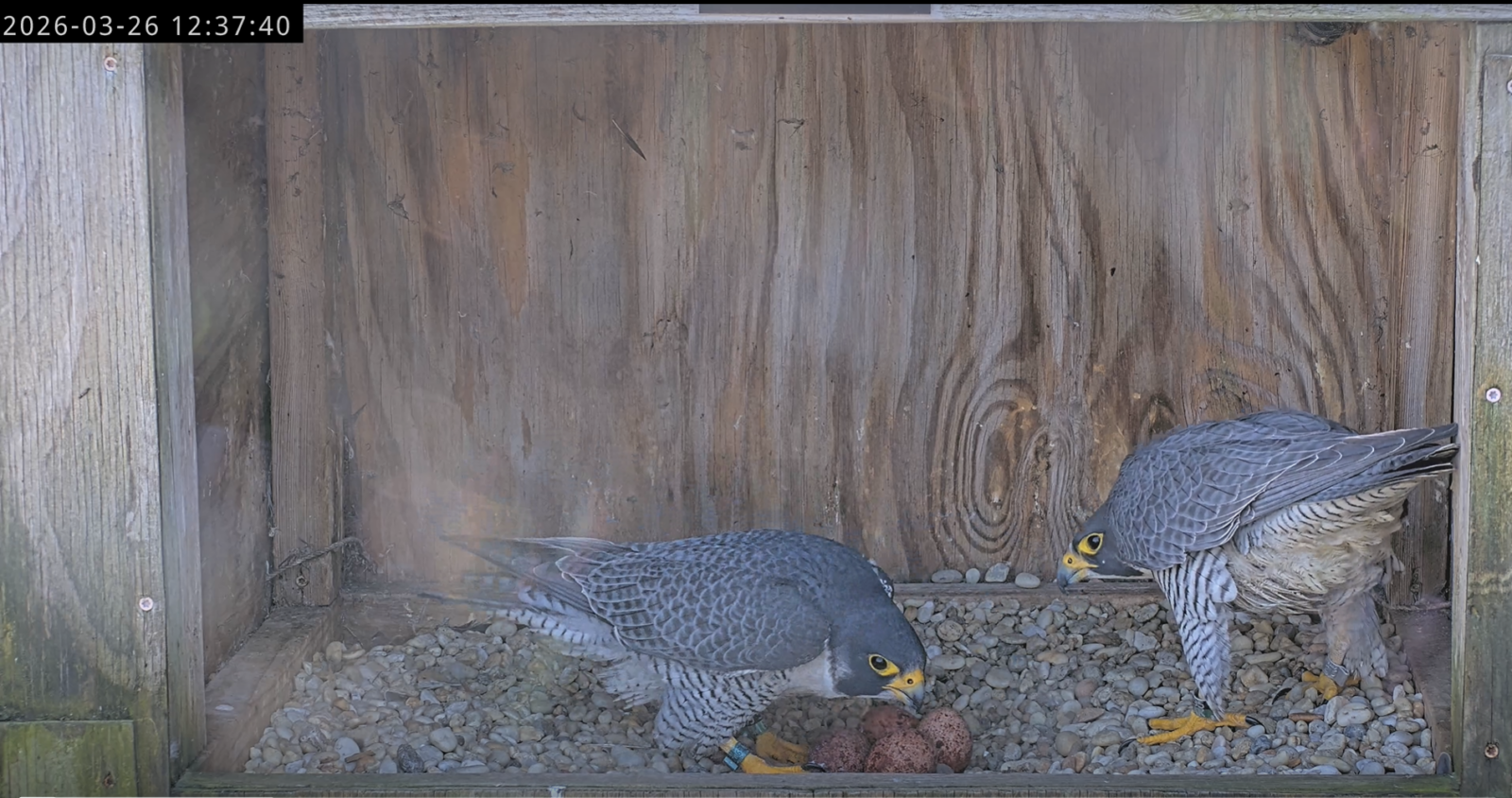  The male (left) and female (right) share incubation duties, regularly taking turns on top of the eggs. Here, the male prepares to leave, while the female waits for him to get up so she can replace him.