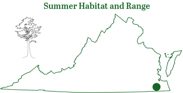 تم رصد خفاش السيمينول في كهف واحد في جنوب شرق فرجينيا